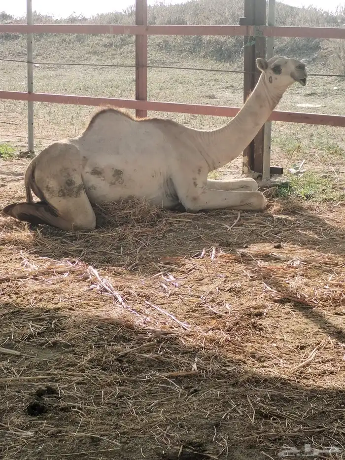 بكره اركه اصيله وفاخره 0