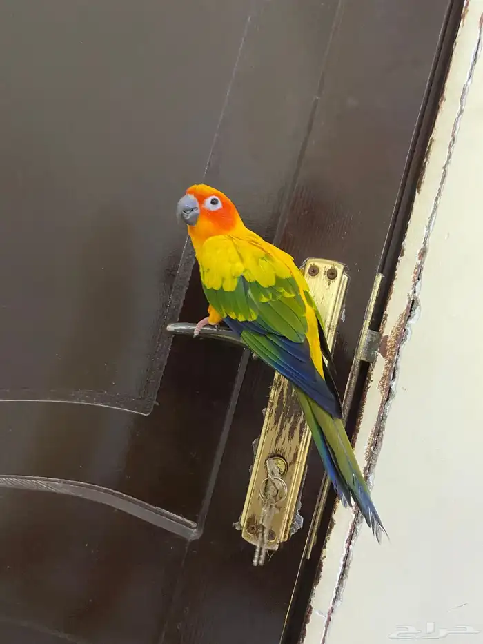 صن كنيور اليف حمامة ومتكلم 2