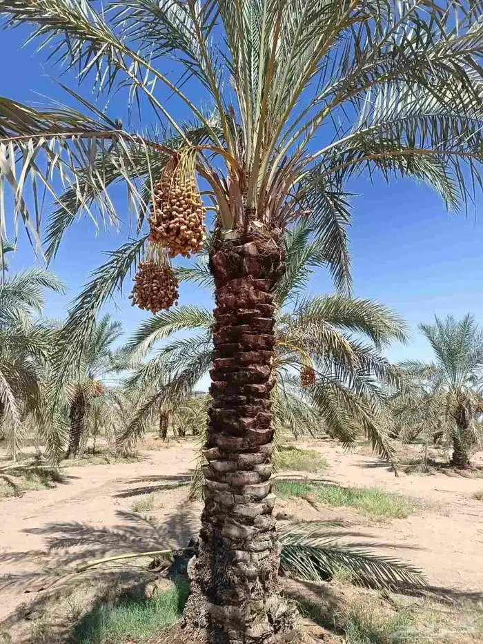 نخيل للبيع وشاري يسوم جمله وتفرد حتا واحده 8