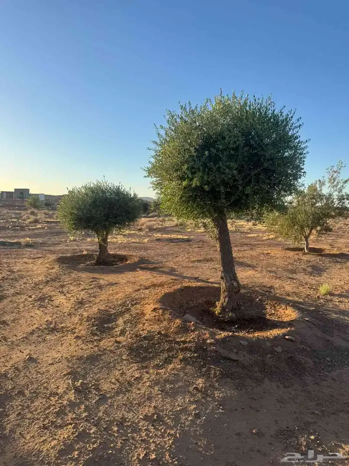 زيتون معمر قزم مقصوص 5