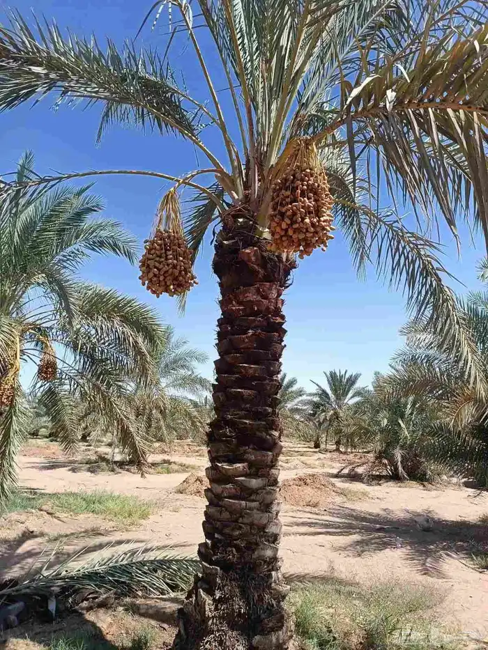 نخيل للبيع وشاري يسوم جمله وتفرد حتا واحده 7