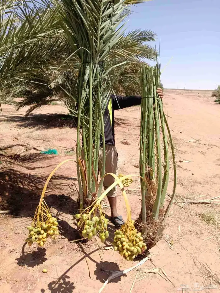 نخل خلاص برحي سكري 3