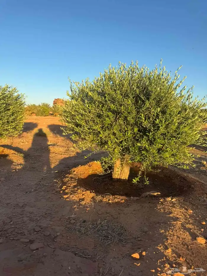 زيتون معمر قزم مقصوص 6
