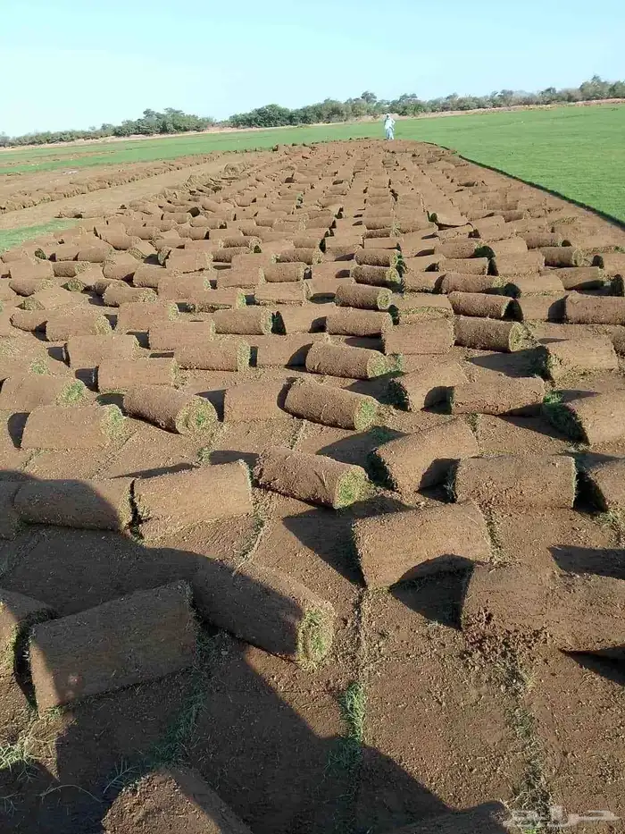 نجيل طبيعي 1