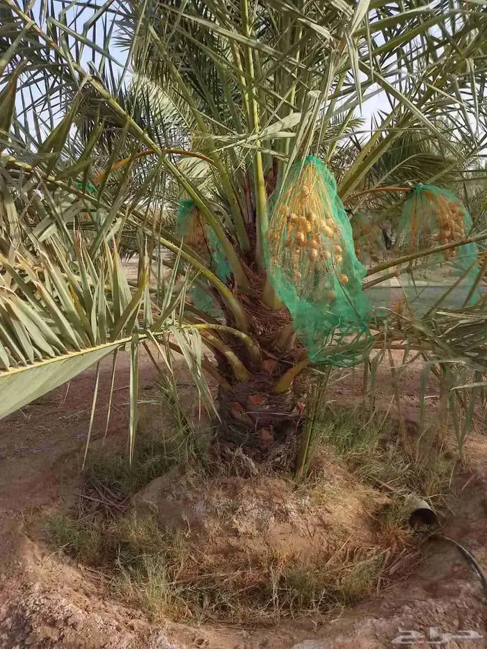 المزاحمية 3