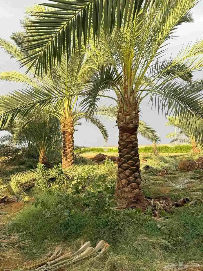 مقاول قلع وتوريد جميع انواع النخيل ولاشجار 10