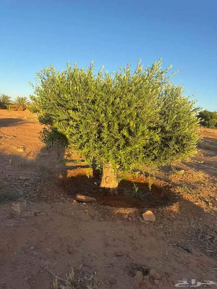 زيتون معمر قزم مقصوص 3
