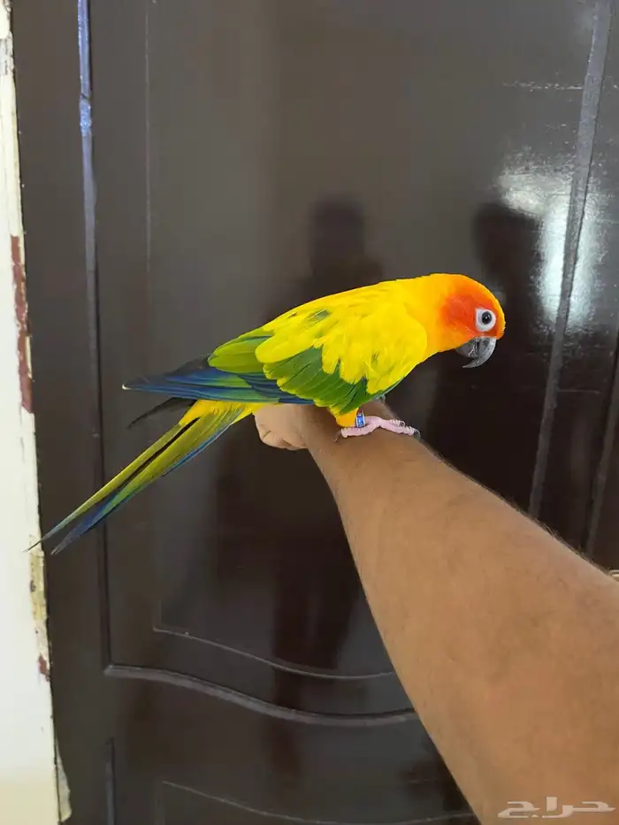 صن كنيور اليف حمامة ومتكلم 0