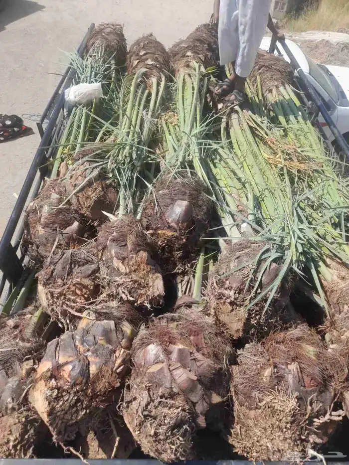 زبائن الكرام عندنا نهر متواجد في مكه الى عدد 26 فيها الاخلاص 3