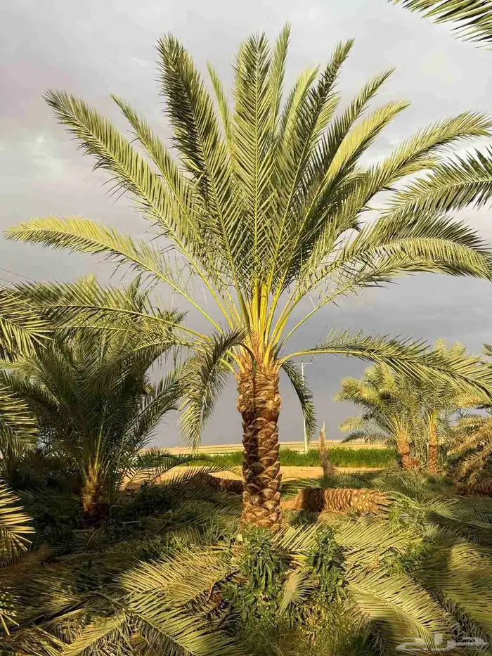 مقاول قلع وتوريد جميع انواع النخيل ولاشجار 9