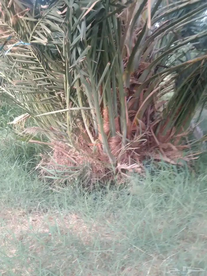 نخيل مثمر للبيع صقعي سكري اخلاص هلالي مجدوله شيشي خضري 2
