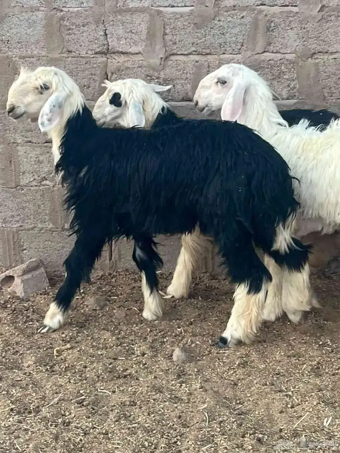 رخال نجد طيبات 5