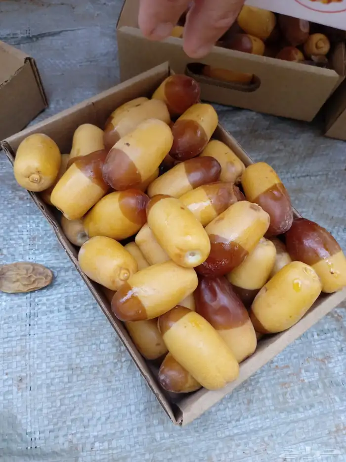 نخيل نوايع شمشوله حوشانه نبتت الحصان خلاص ملوكي نجلاء 2