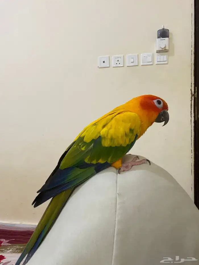 صن كنيور اليف حمامة ومتكلم 1