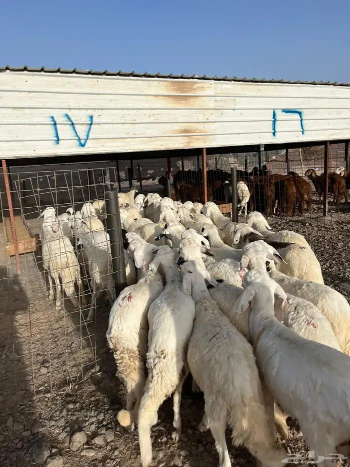 طليان سواكن شبيه الحري ( شامل الذبح والتغليف والتوصيل ) 0