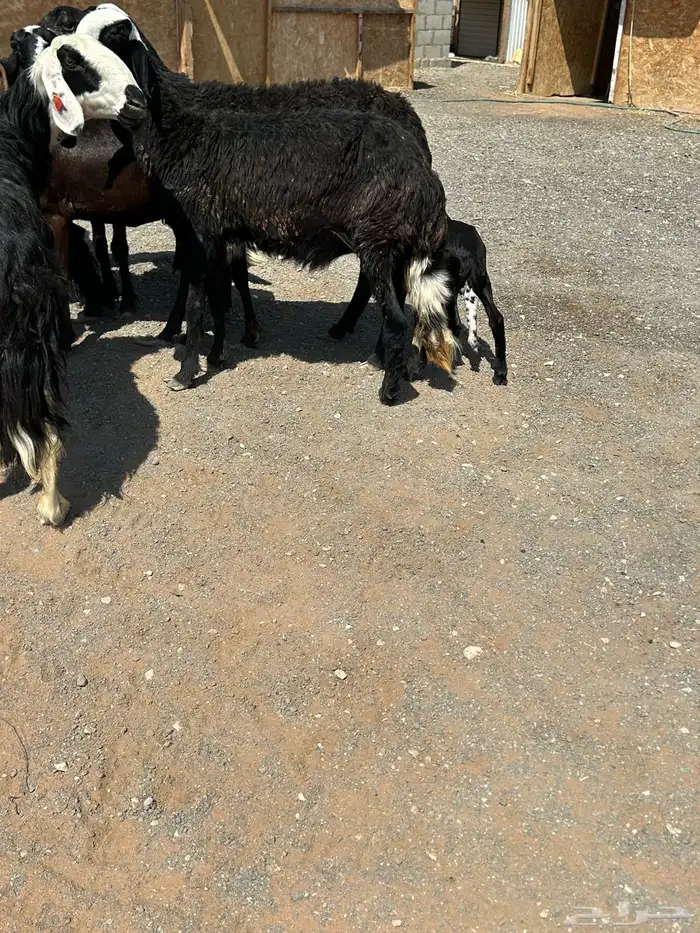 مهجنات طيبه 3