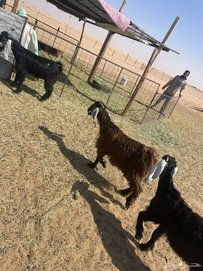جفرات جذعات وتيس عوارض للبيع 1