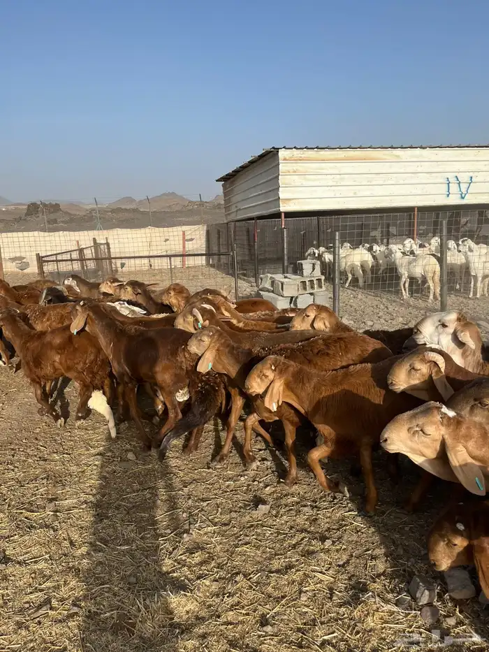 طليان سواكن مرابي جذعان( لأهل الزوجات والمناسبات والثلاجات) 2