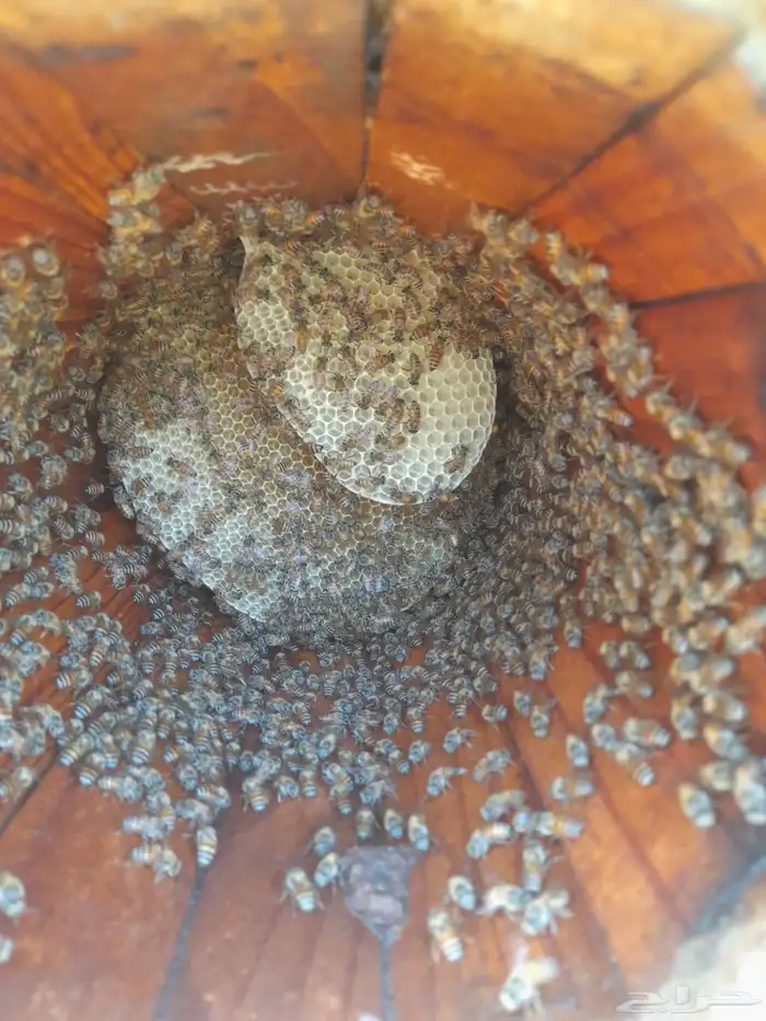 نحل بلدي عسال للبيع للتواصل 0