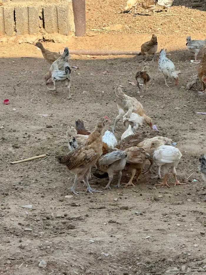 صوص بلدي 2