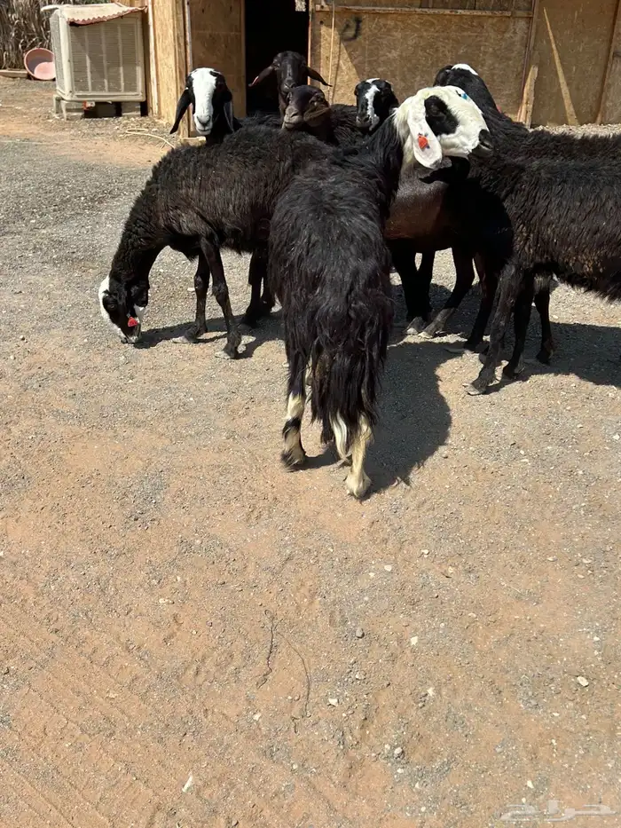 مهجنات طيبه 1