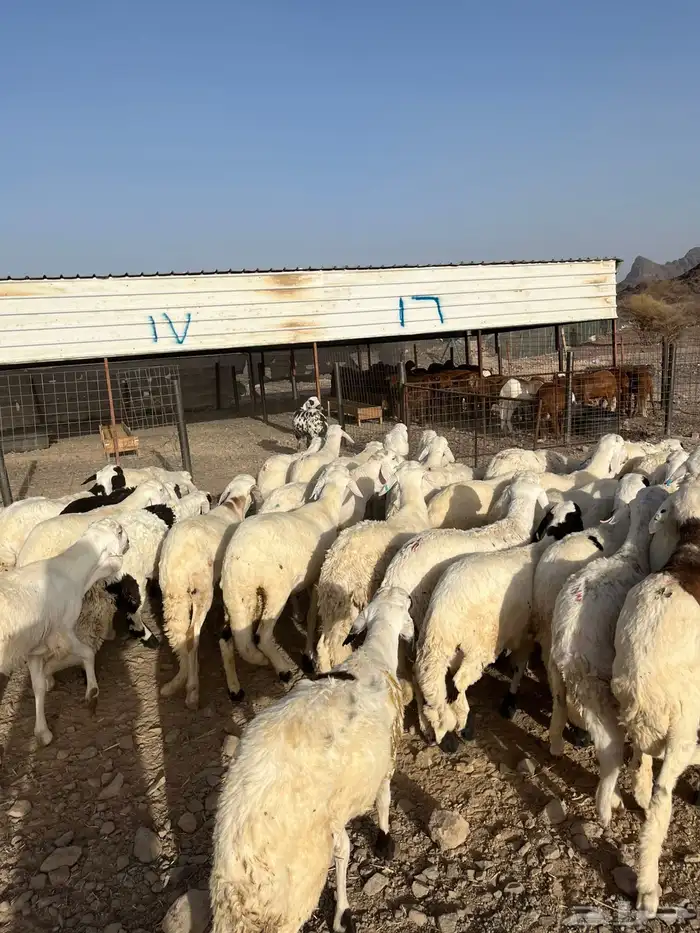 طليان سواكن شبيه الحري ( شامل الذبح والتغليف والتوصيل ) 1