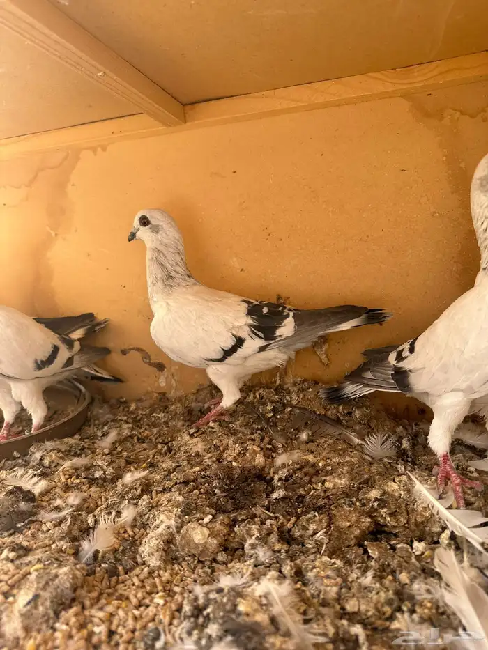 للبيع حمام ام معه طباته 3
