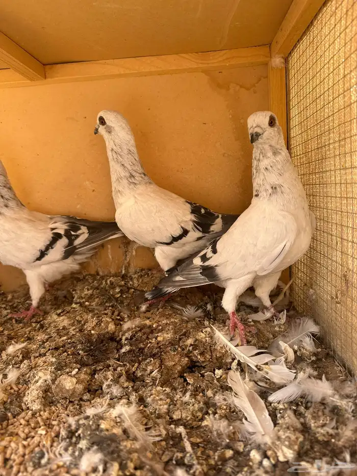 للبيع حمام ام معه طباته 0