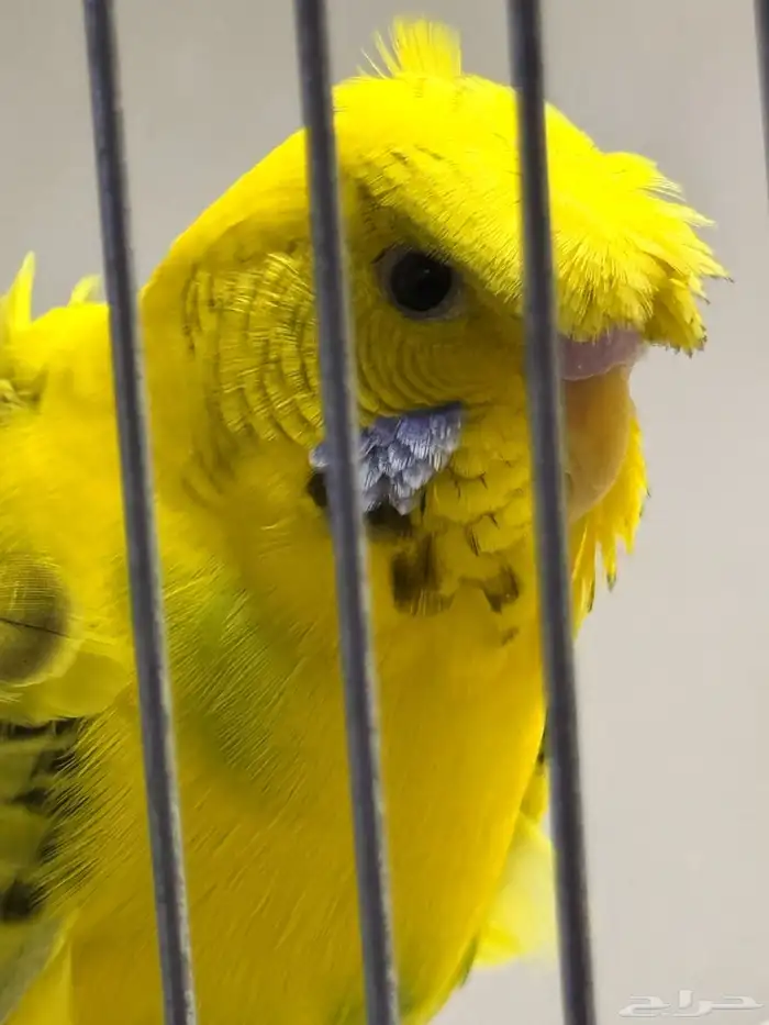 للبيع ذكر باجي ورده عدله 0