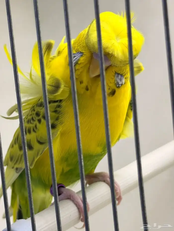 للبيع ذكر باجي ورده عدله 2