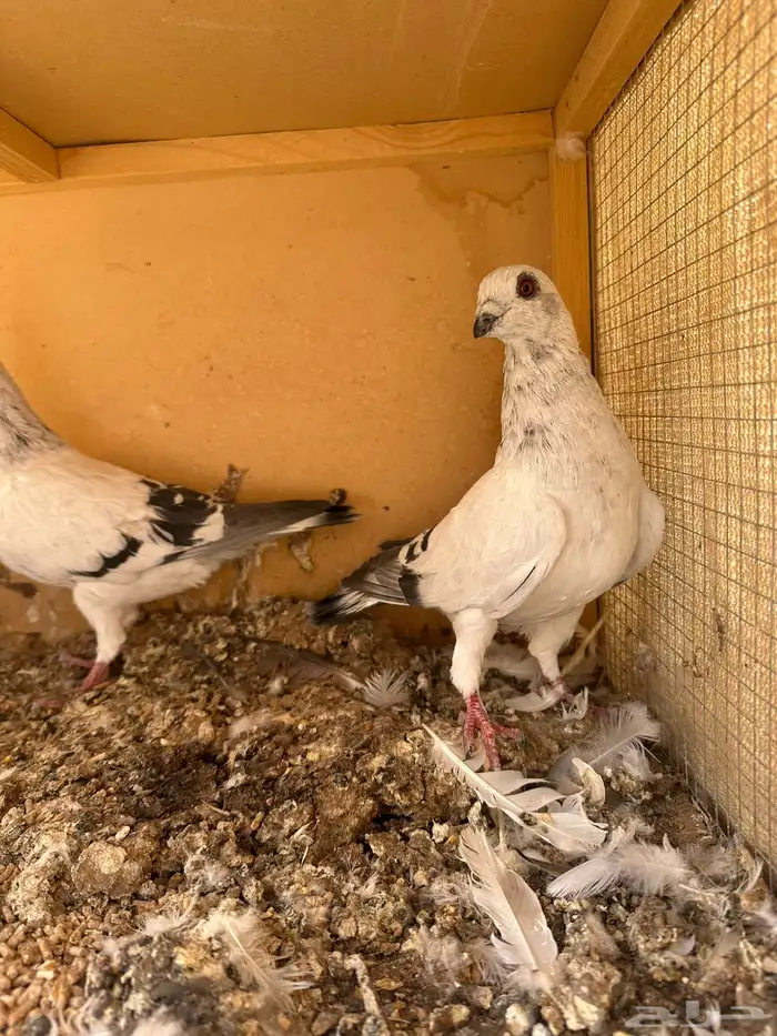 للبيع حمام ام معه طباته 4