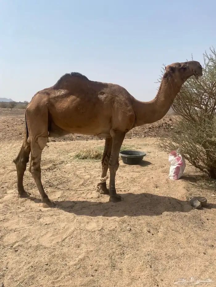 بعير باكستاني 0