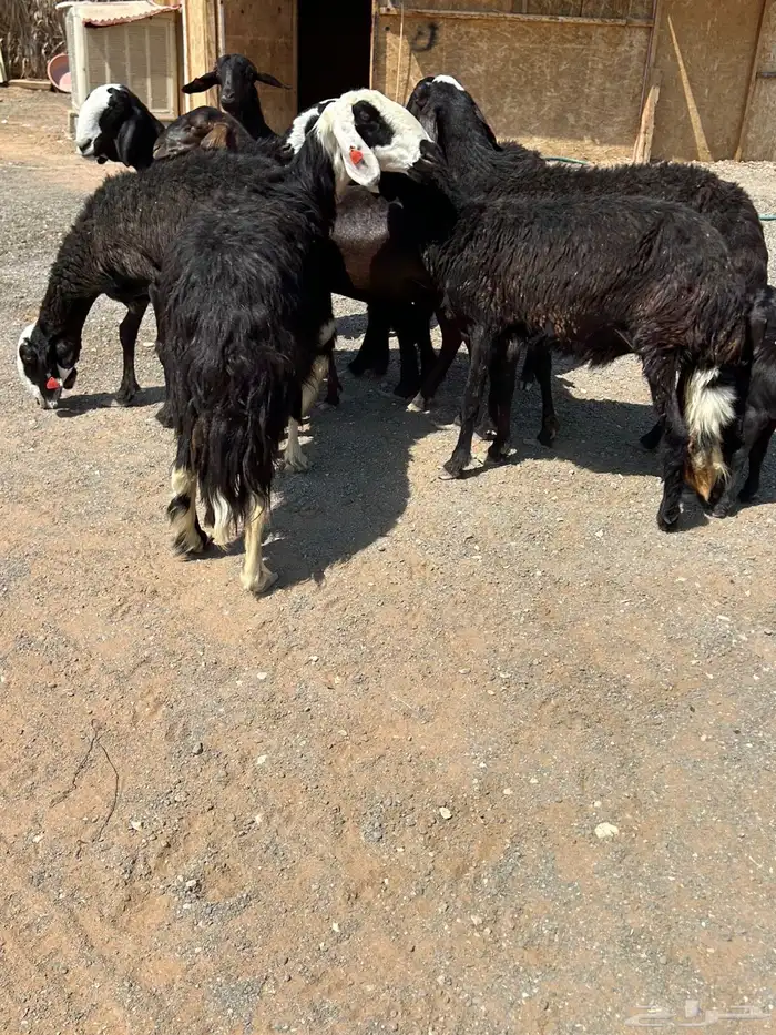 مهجنات طيبه 2