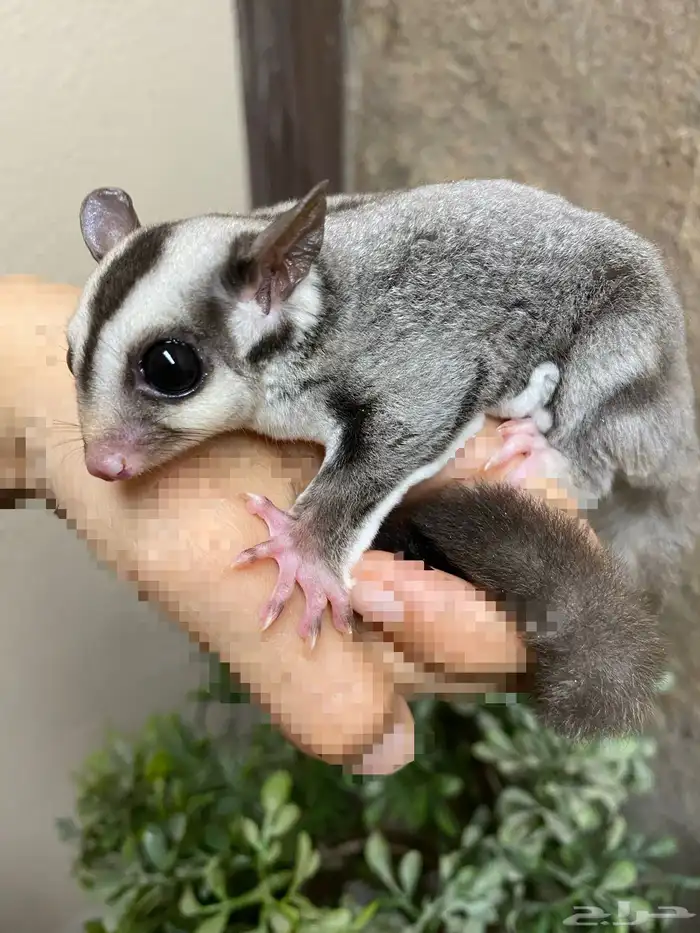 شوقر قلايدر - السنجاب الطائر SugarGlider 5