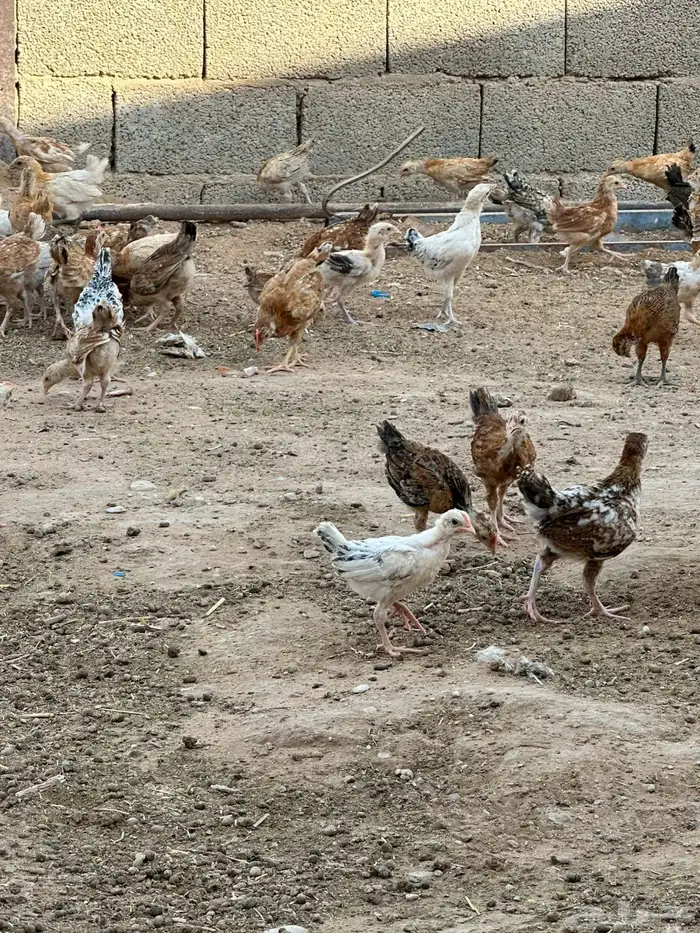 صوص بلدي 0
