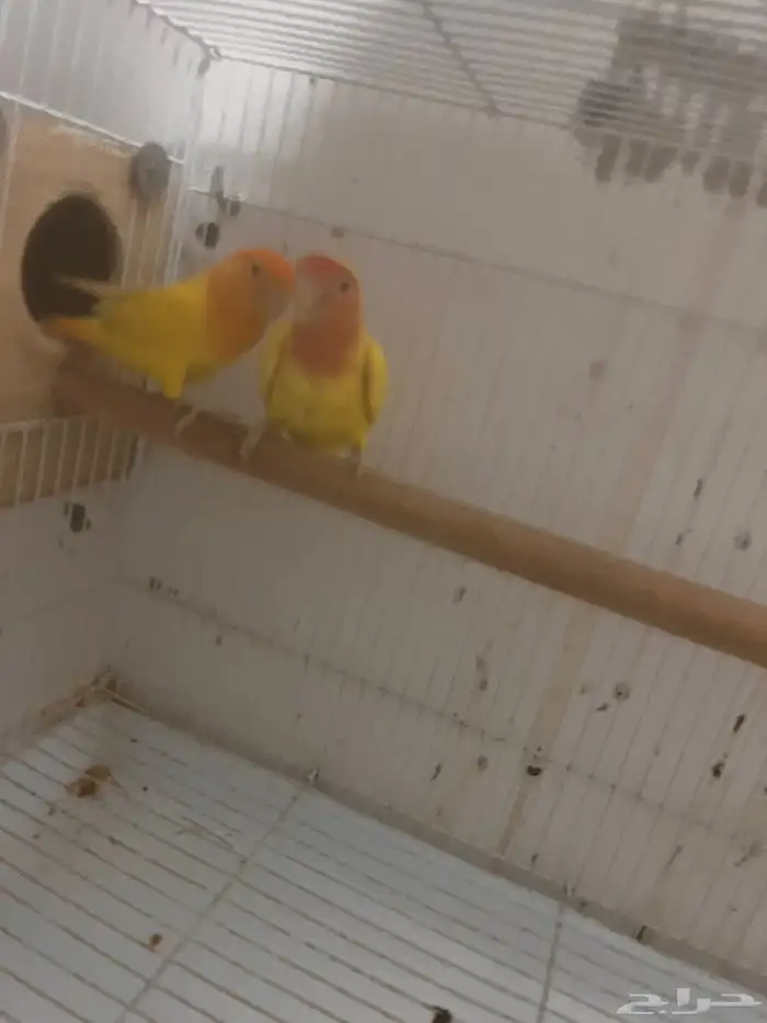 اعرض لكم ثلاث اجواز روز للبيع 3