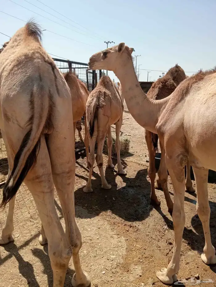 قعدان صومالية بسعر خاص للتفريد و الجملة 1