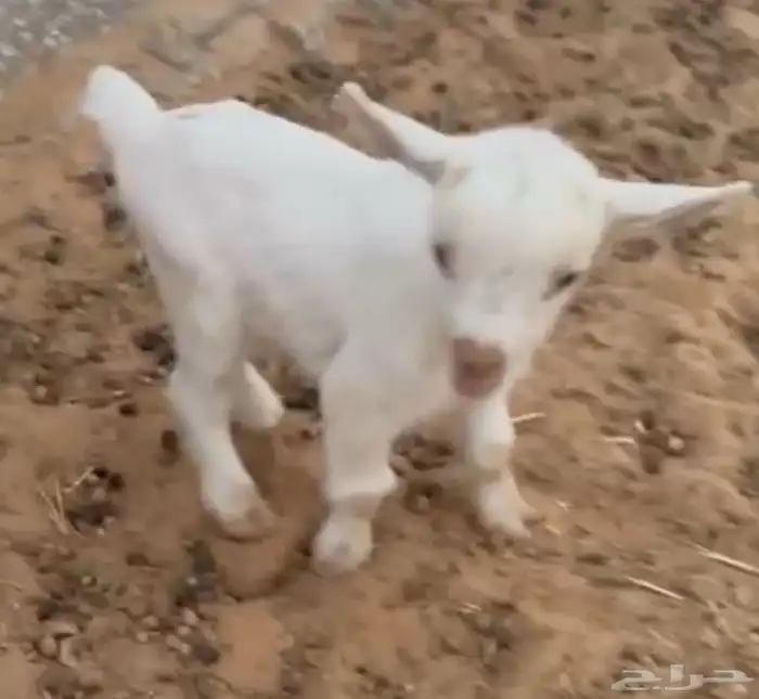 جفره (تم البيع خارج الحراج الالله يبارك لشاري و يعوض للبايع) 0