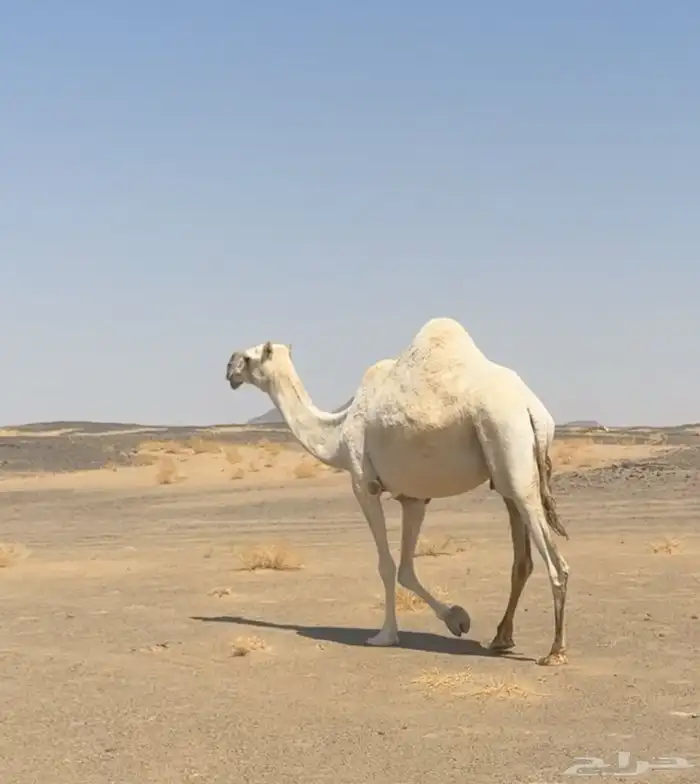 ضروبتين وضح كفو 0