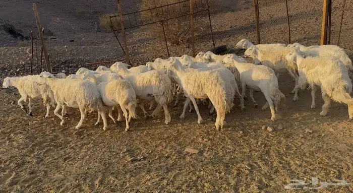 ضاان حريات حرش 1