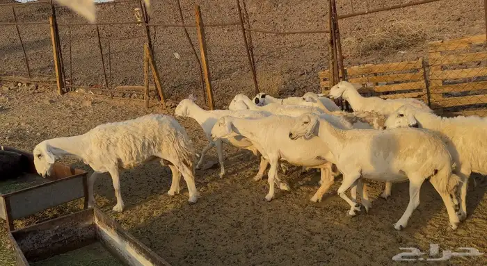 ضاان حريات حرش 6