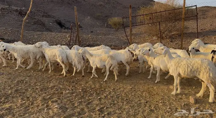 ضاان حريات حرش 4