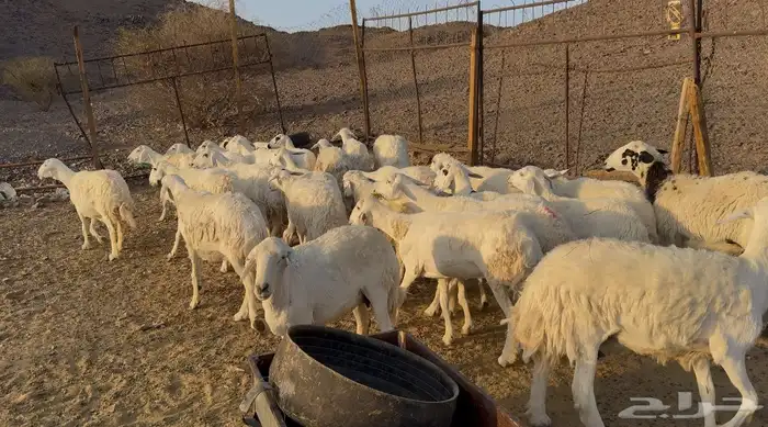 ضاان حريات حرش 3