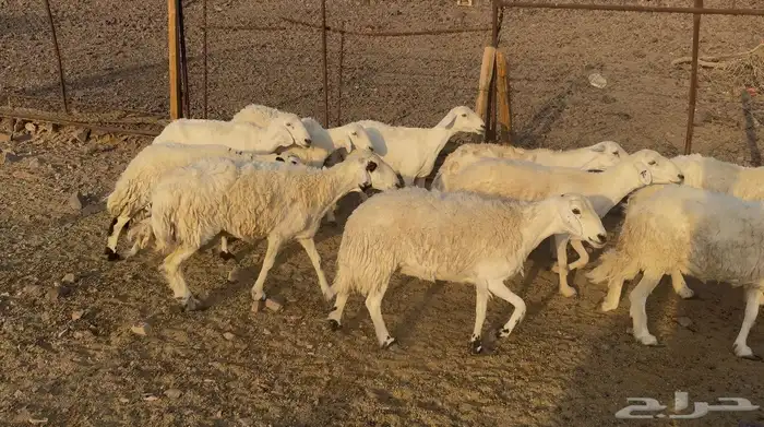 ضاان حريات حرش 5