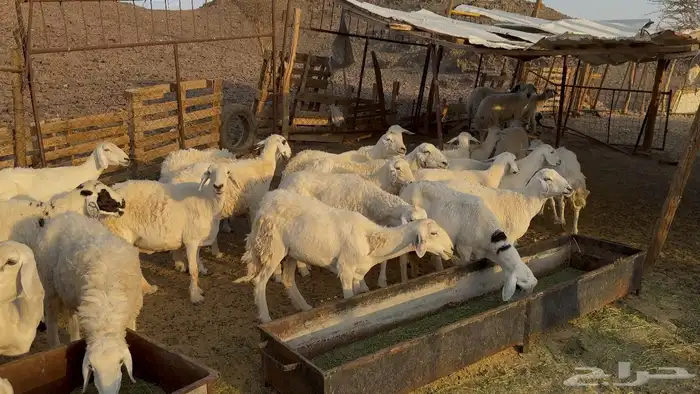 ضاان حريات حرش 2