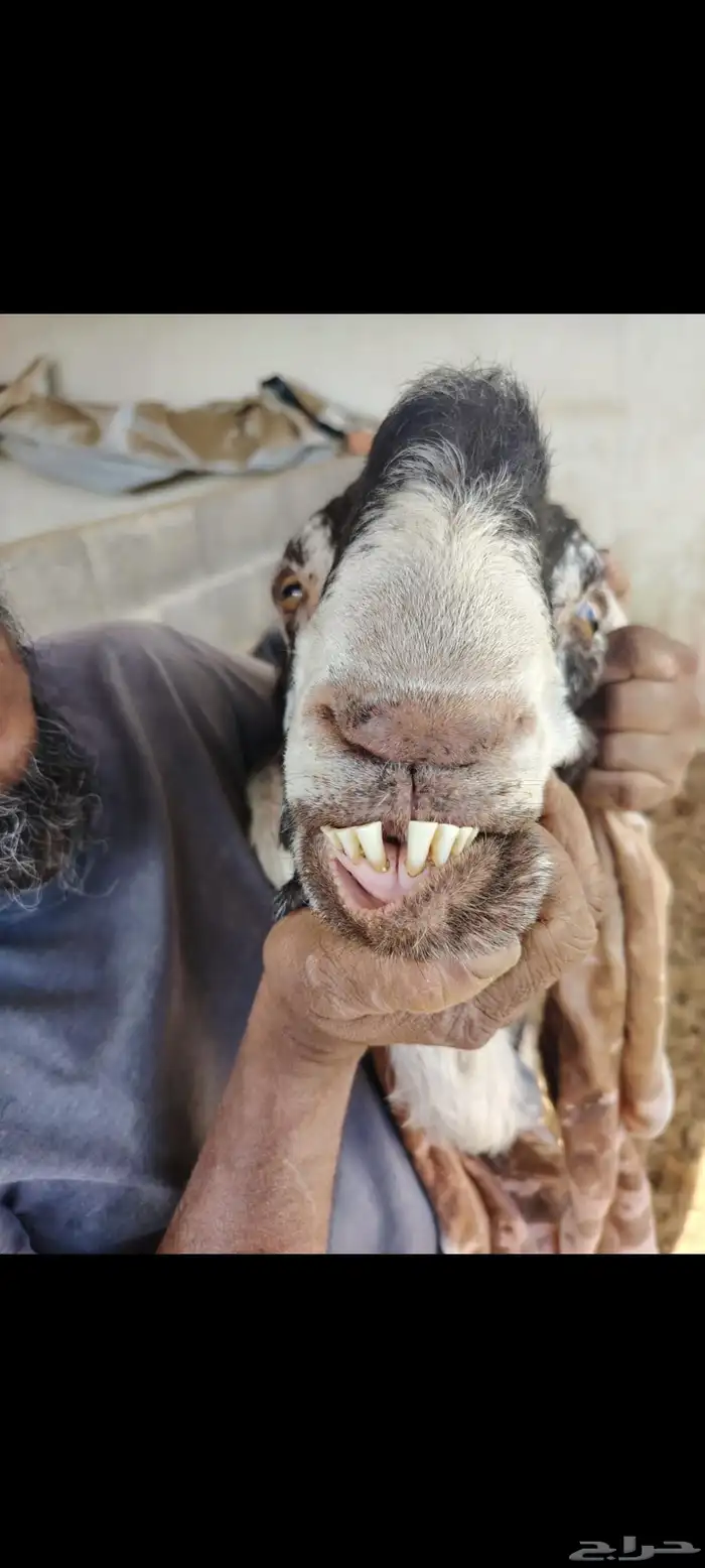 تيس فحل مشروك 0