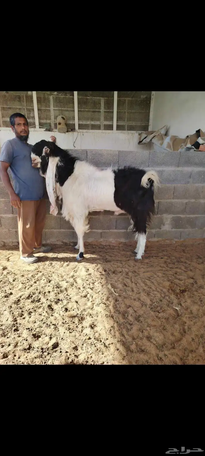 تيس فحل مشروك 2