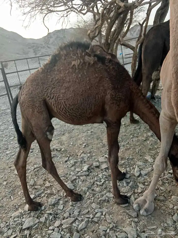 للبيع بكرتين وقعود مفاريد 2