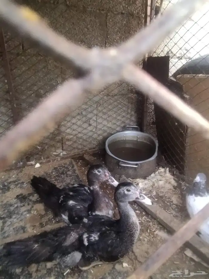 ذكر ارنب للبيع على سومه وفروخ بط مصري للبيع على السوم 5