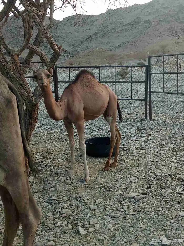 للبيع بكرتين وقعود مفاريد 3